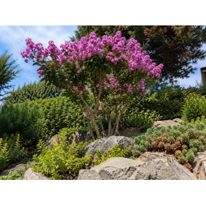Myrta krepová (Lagerstroemia indica) ‘PETITE ORCHIDEE’ - výška 30-50 cm, kont. C2L